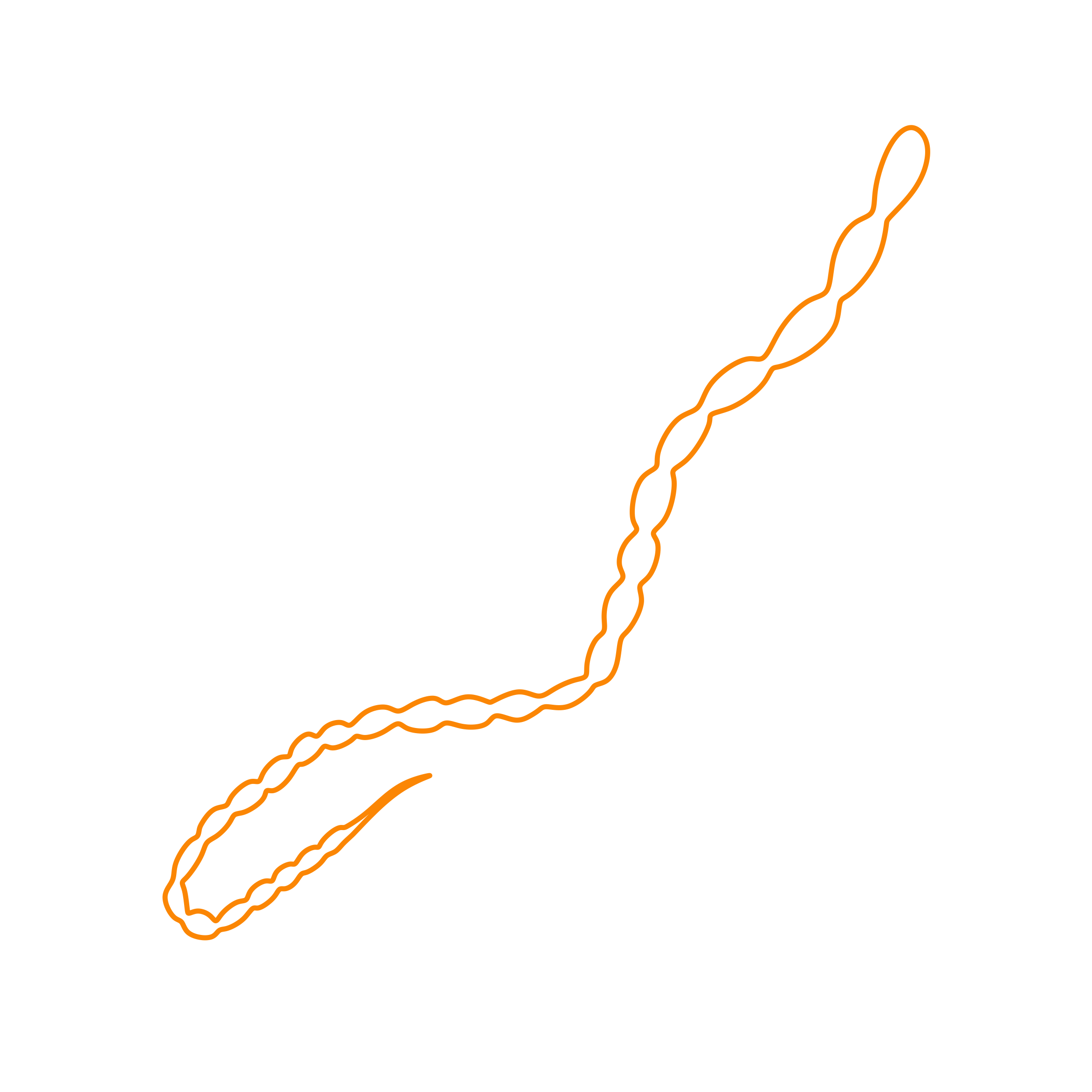 Animals Worms Flea Tapeworm Line Tracing Svg Vector Free Vectors
